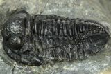 Detailed Gerastos Trilobite Fossil - Morocco #311245-2